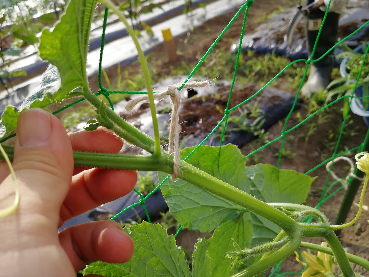 家庭菜園のお悩みを解決致します シェア畑スタッフが経験を活かして皆様の疑問にお答えします イメージ10