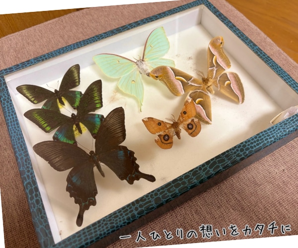 フルオーダーメイドで『昆虫標本』つくります 世界にひとつだけ。記録と記憶に残るをお手伝い♪ イメージ4