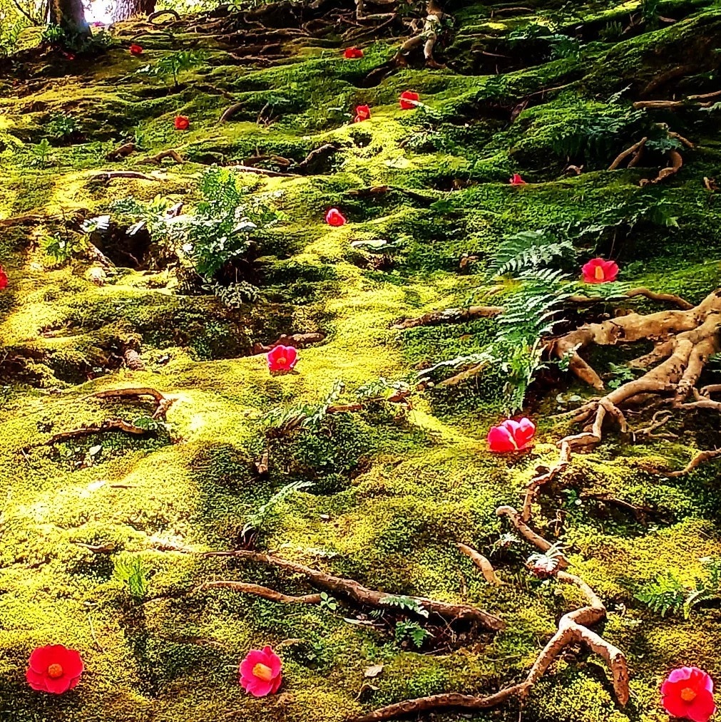 京都の四季の写真を提供します 京都の癒される四季折々の写真を！ イメージ9