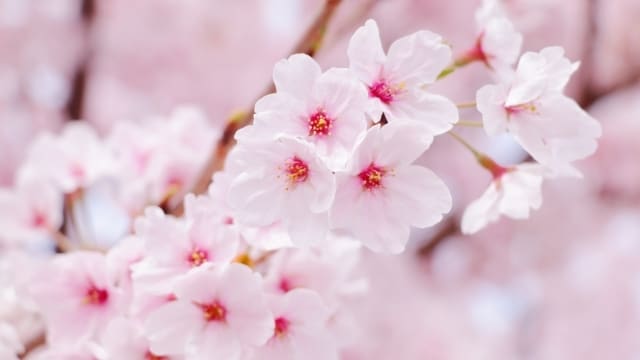 想念霊視、相手の気持ちとあなたとの未来を占います あの人の本音、あなたへの気持ちを霊視します イメージ7