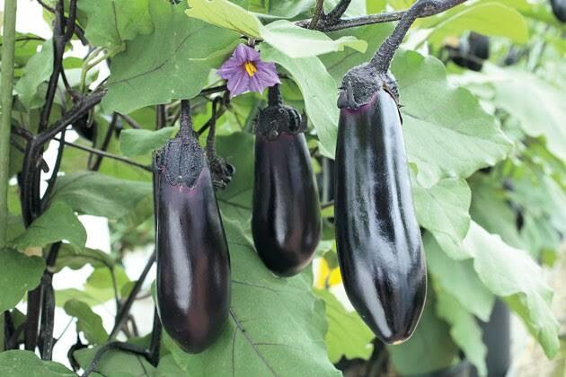 ナスの育て方、栽培のご相談承ります 大きいナスをいっぱい取りたい方必見です！ イメージ1