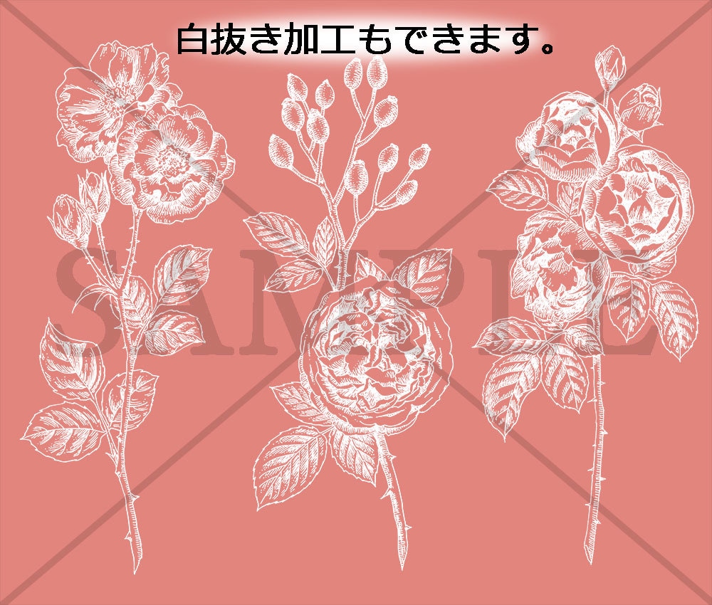 アンティーク調ペン画のイラスト描きます 用途はいろいろ！外国の古書のようなロマンチックなイラスト イメージ7