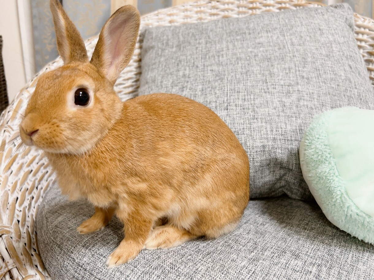 愛うさぎと仲良くなる方法を教えます 問題行動が少なく、表情豊かになります イメージ10
