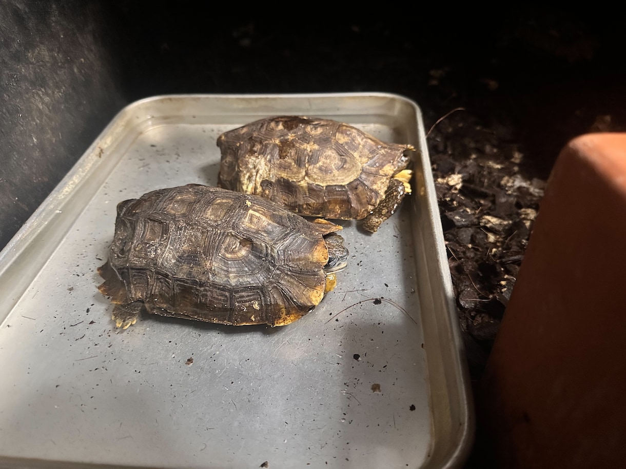 爬虫類の飼育相談を承ります 爬虫類全般の飼育相談！※専門雑誌掲載経験が複数回あります イメージ5