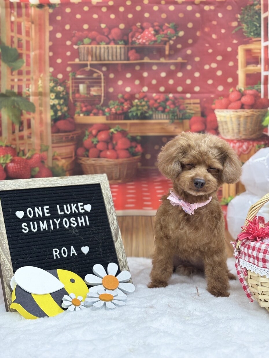 愛犬の写真・動画で癒しをお届けします 疲れているあなたへわんちゃんの癒しをお届けします(資格保有) イメージ2