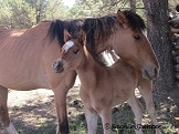 アリゾナから馬のファミリーの写真をお届けします☆彡 イメージ1
