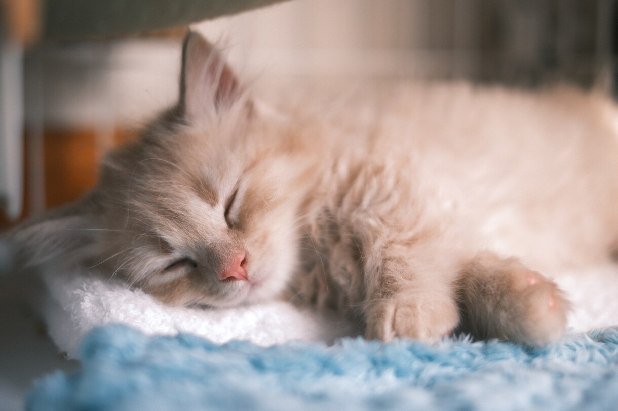 ペットの可愛い瞬間を出張撮影いたします 猫2匹と暮らすカメラマンがペットの記念撮影を行います！ イメージ1