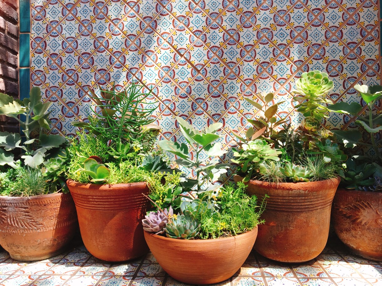 あなたのお部屋に合った観葉植物を提案します どんな植物をインテリアに取り入れたら良いのか分からない方へ イメージ3