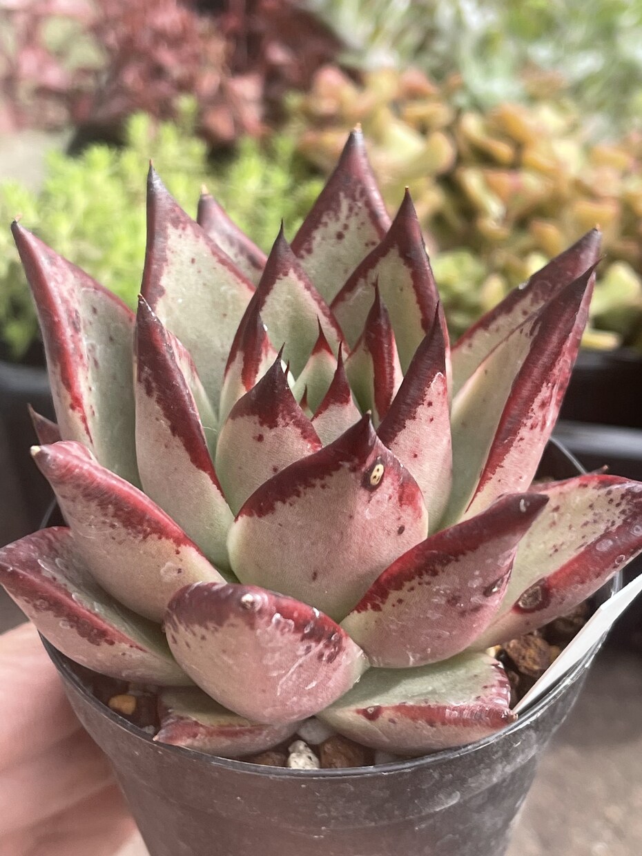 多肉植物の冬の管理方法ご相談に乗ります 雪国で多肉植物を育てて販売しています✩ イメージ5