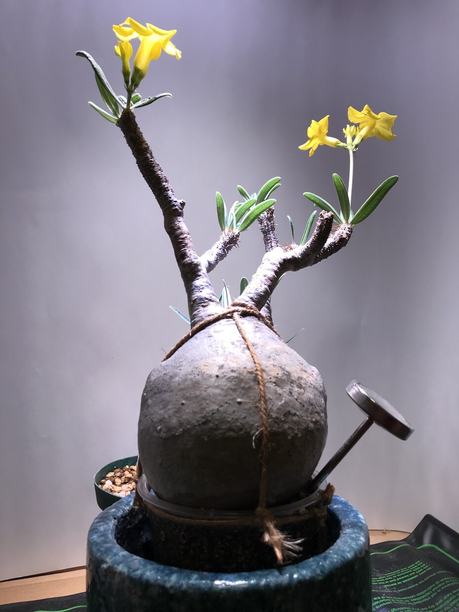 塊根植物のはじめかたをお伝えします 塊根植物(パキプスなど)を育てるための第一歩をサポートします イメージ4