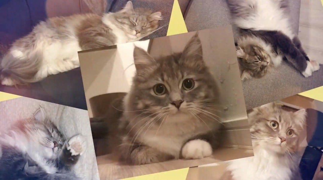大切なペットのムービー＆フォトアルバムを作ります スマホで撮った写真や動画を使い格安でオシャレな想い出に編集！ イメージ3