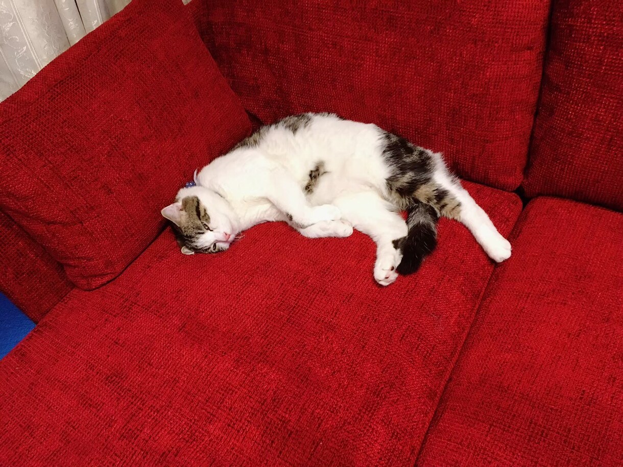 猫ちゃんの写真・動画売ります 白いチンチラの猫とブチのスコティッシュ猫 イメージ7