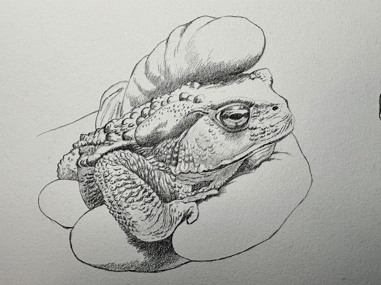 プロが世界に一枚のリアルなペット鉛筆画を描きます 昆虫・魚類・両生類・爬虫類・鳥類・哺乳類まで全対応します イメージ9