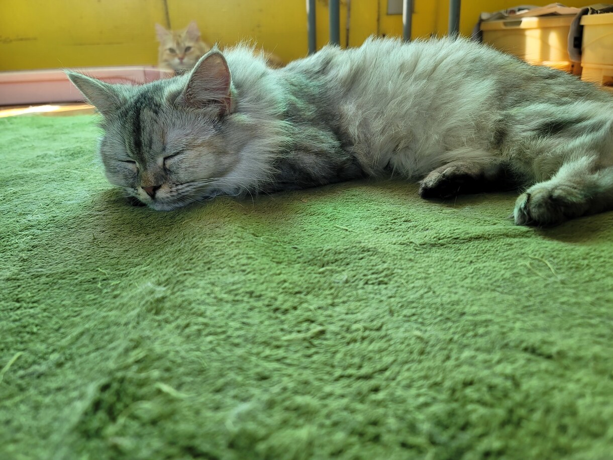 猫ちゃんに関する悩みや相談のります ・猫ちゃんの飼い方・多頭飼育の方法・初めて猫ちゃんを飼う イメージ7