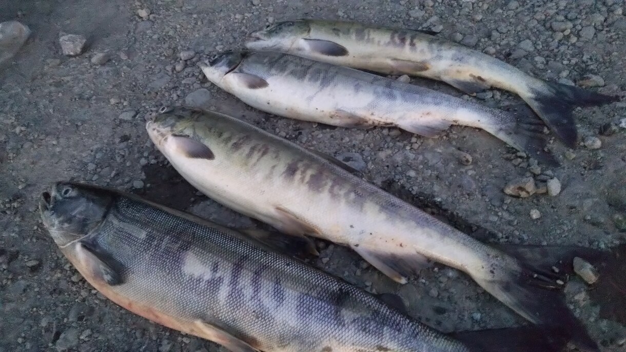 北海道の釣りのアドバイスします 釣り歴15年、ショアからの釣りを得意としています。 イメージ2