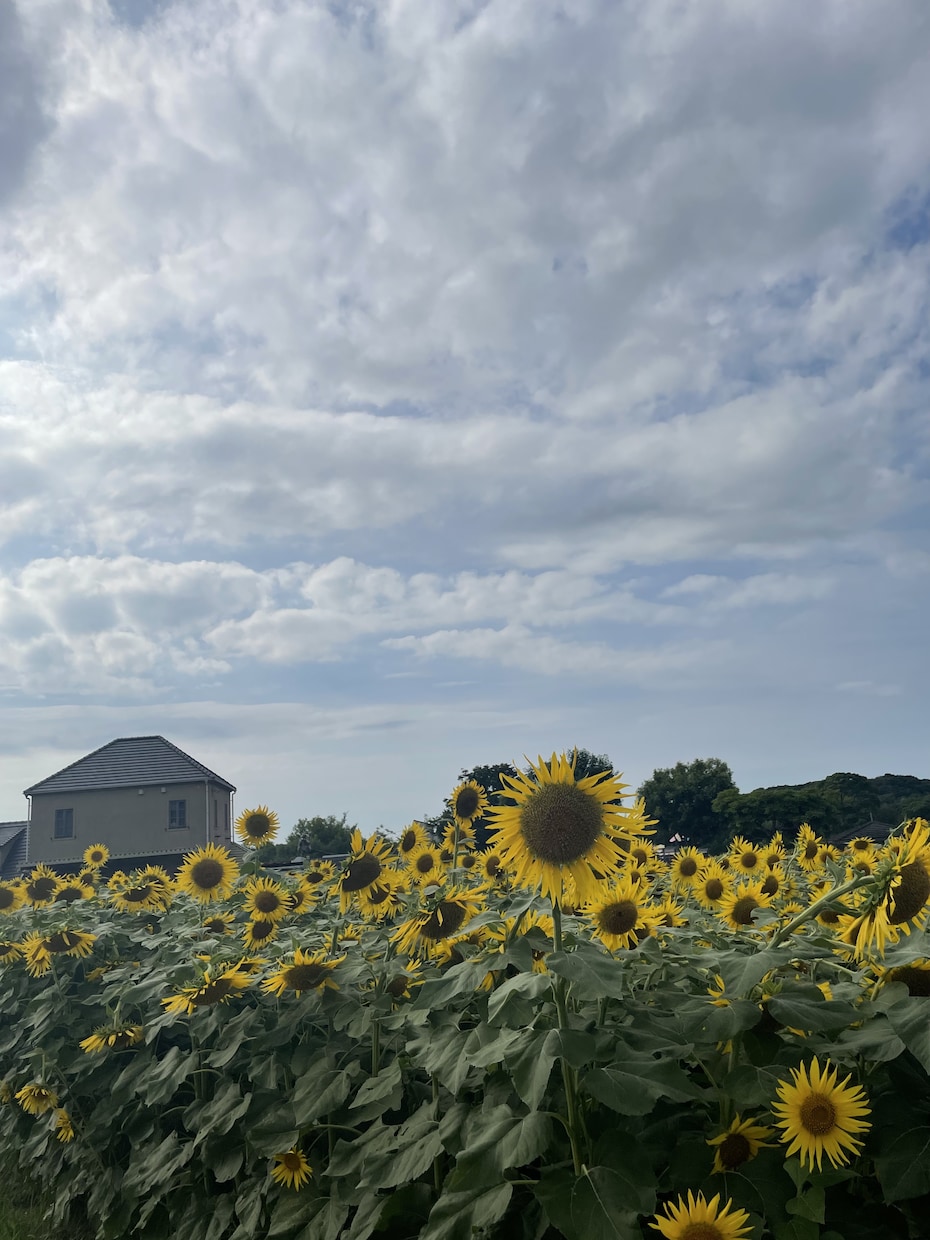 旅行/誕生日、記念日サプライズなどの計画たてます 大切な方との旅行、サプライズプランをを予算内でたてます！ イメージ1