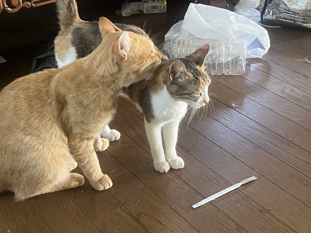 猫の飼い方を教えます 猫を飼って数年今では五匹の猫を飼っています イメージ4