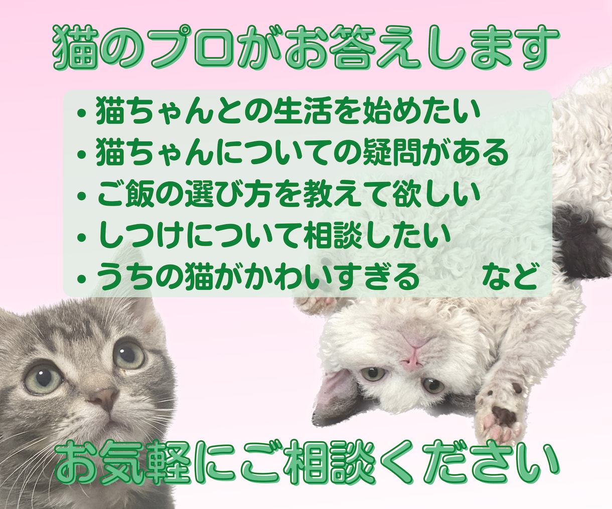 猫の専門家があなたの疑問にお答えいたします キャットブリーダーとしての知識と経験からアドバイスします イメージ1