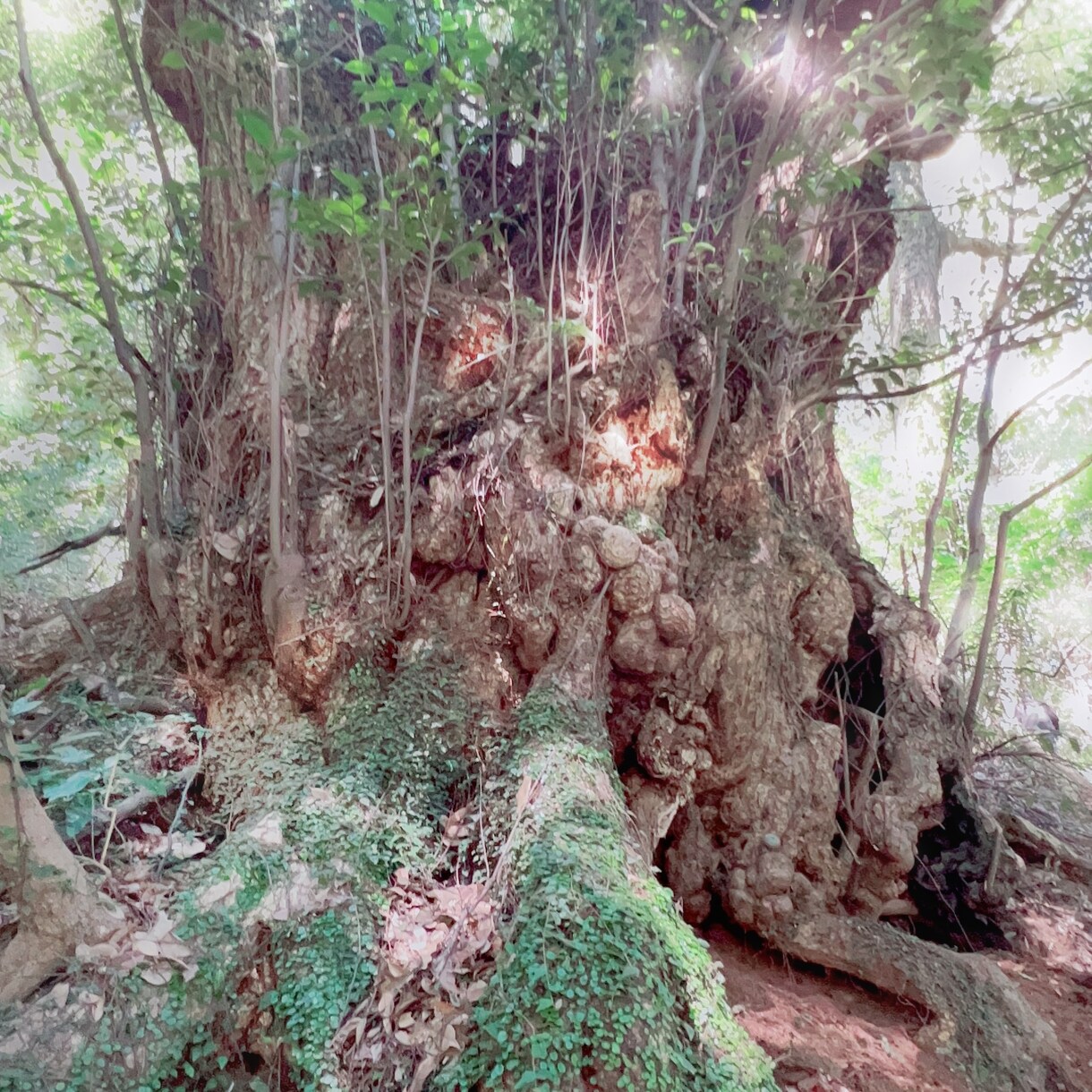 悲しみ悩み疲れをヒーリングし開運サポートします 貴方の開運をサポートする写真をメッセージと共にお送りします イメージ4