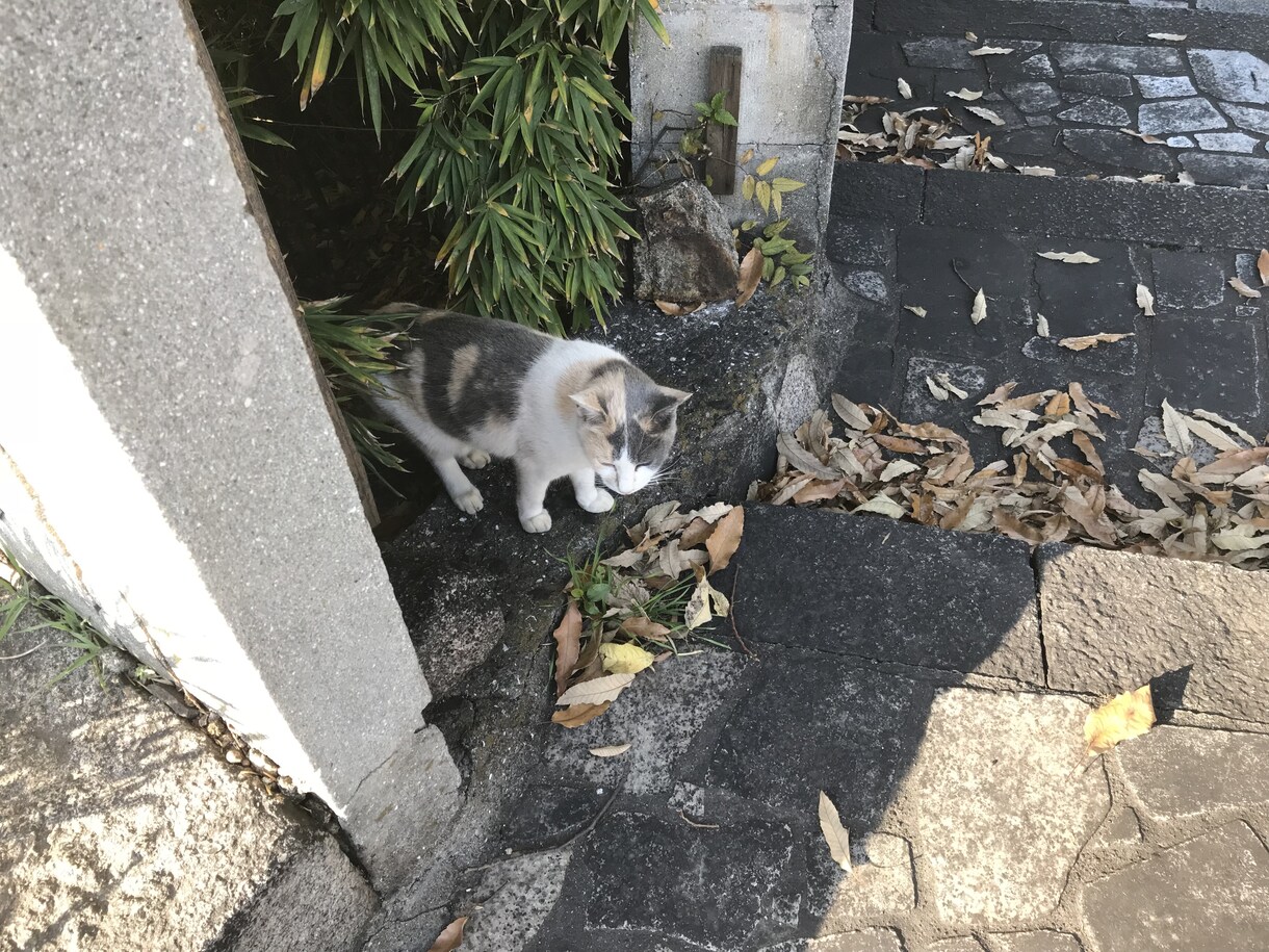 福祉サービスについて、介護の困りごと相談に乗ります 国家資格あり。介護支援専門員資格あり。お気軽に相談ください。 イメージ2