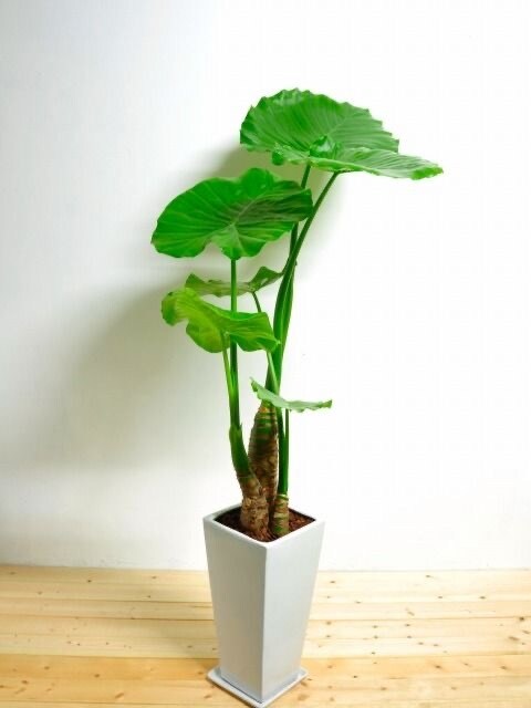 復縁する為の専用プラン作ります 復縁したい人にやって欲しい事をあなた専用にお作りして届けます イメージ1