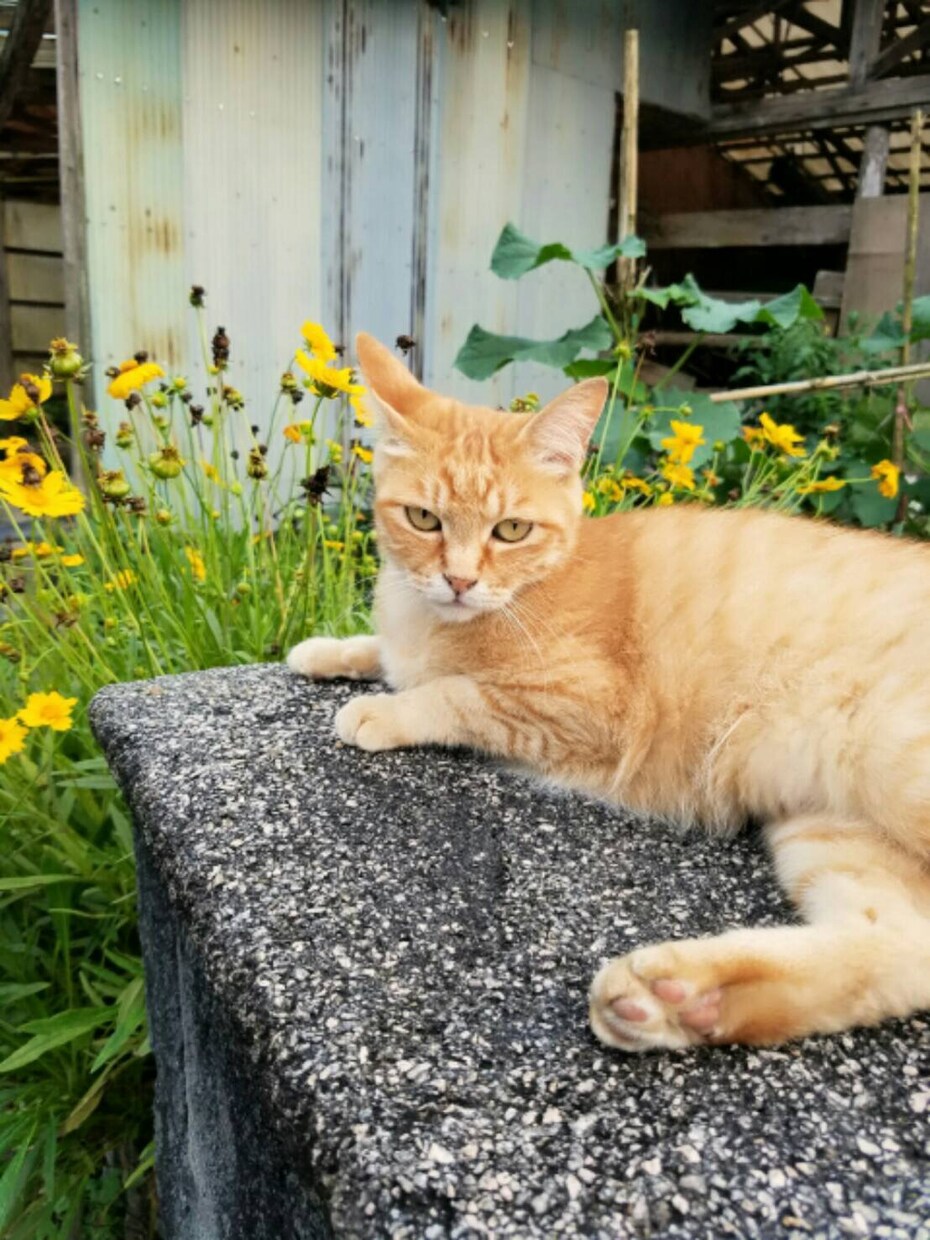 あなたの悩み聞かせてください！何でも聞きます！ イメージ1