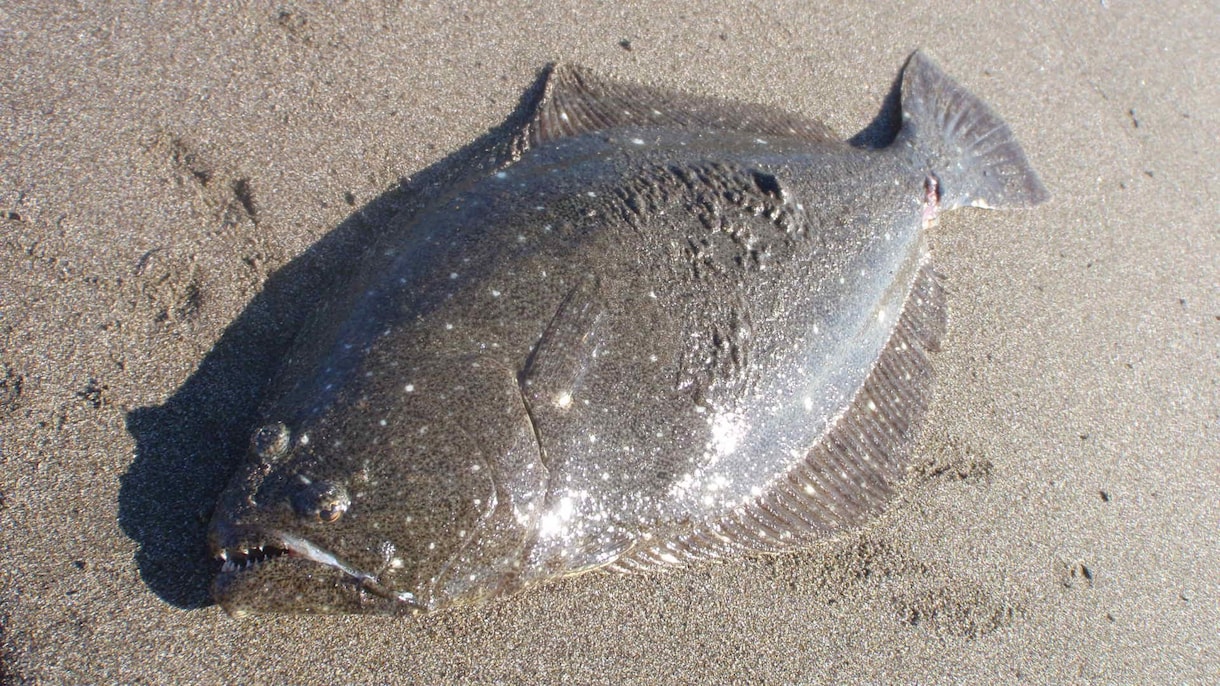 釣り歴40年が魚釣り（初級～中級）の相談にのります テンヤ、ボートエギング、フカセ、ヤエン、投げ釣りの仕掛け イメージ4