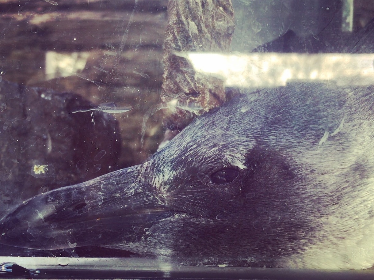 生き物の写真お売りします 自分で水族館や動物園を巡って撮ってきた写真を販売します！ イメージ2