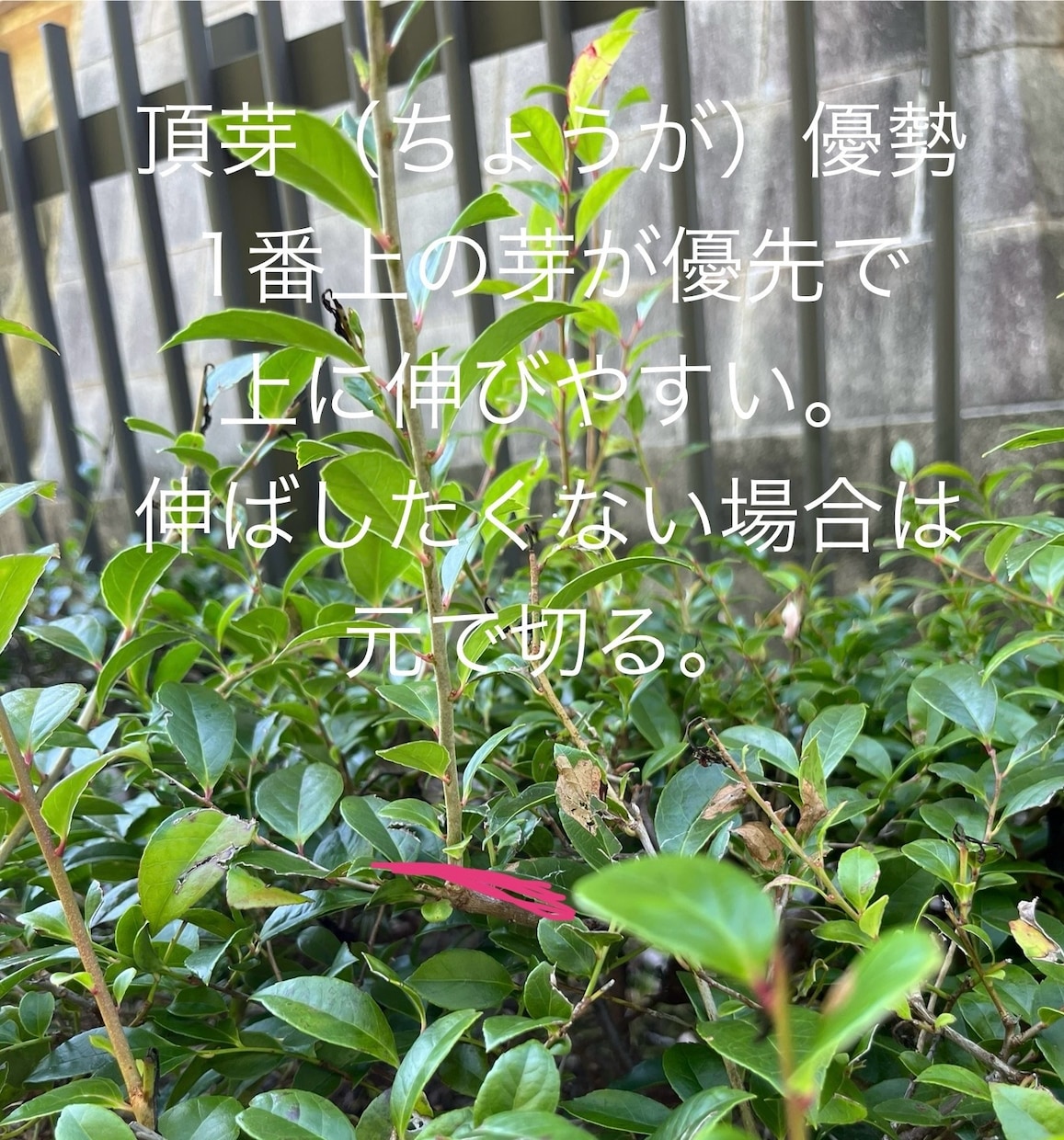 庭木のお手入れ方法を写真でアドバイスします 経験30年、1級造園施工管理技士の女性庭師が丁寧にアドバイス イメージ1