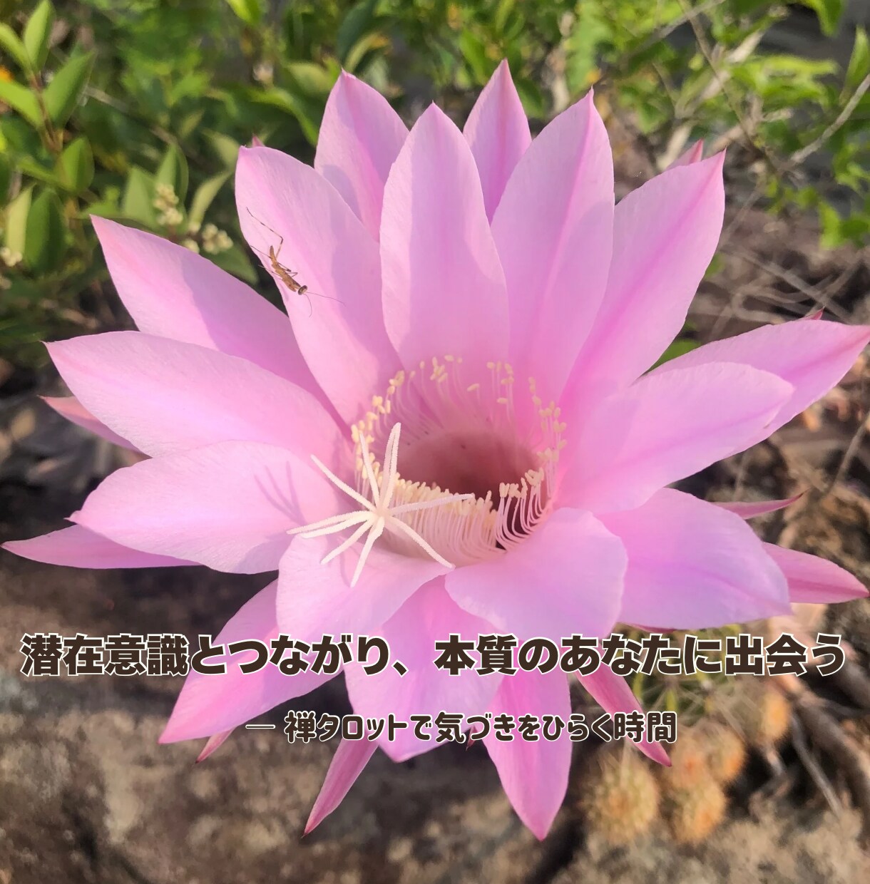 禅タロットで【不登校ママ】の心を軽くします ♡経験者だからこそ、あなたにそっと寄り添います♡ イメージ2