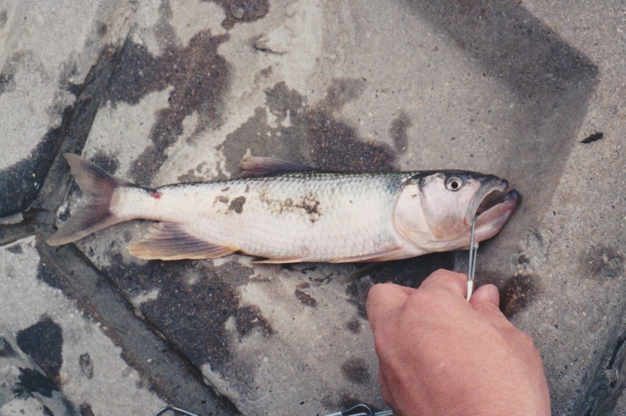 釣りを始めたい人、もっと釣りたい人へお勧めします 基本に立ち返った「釣れるヒント」を納得するまで提供します。 イメージ3