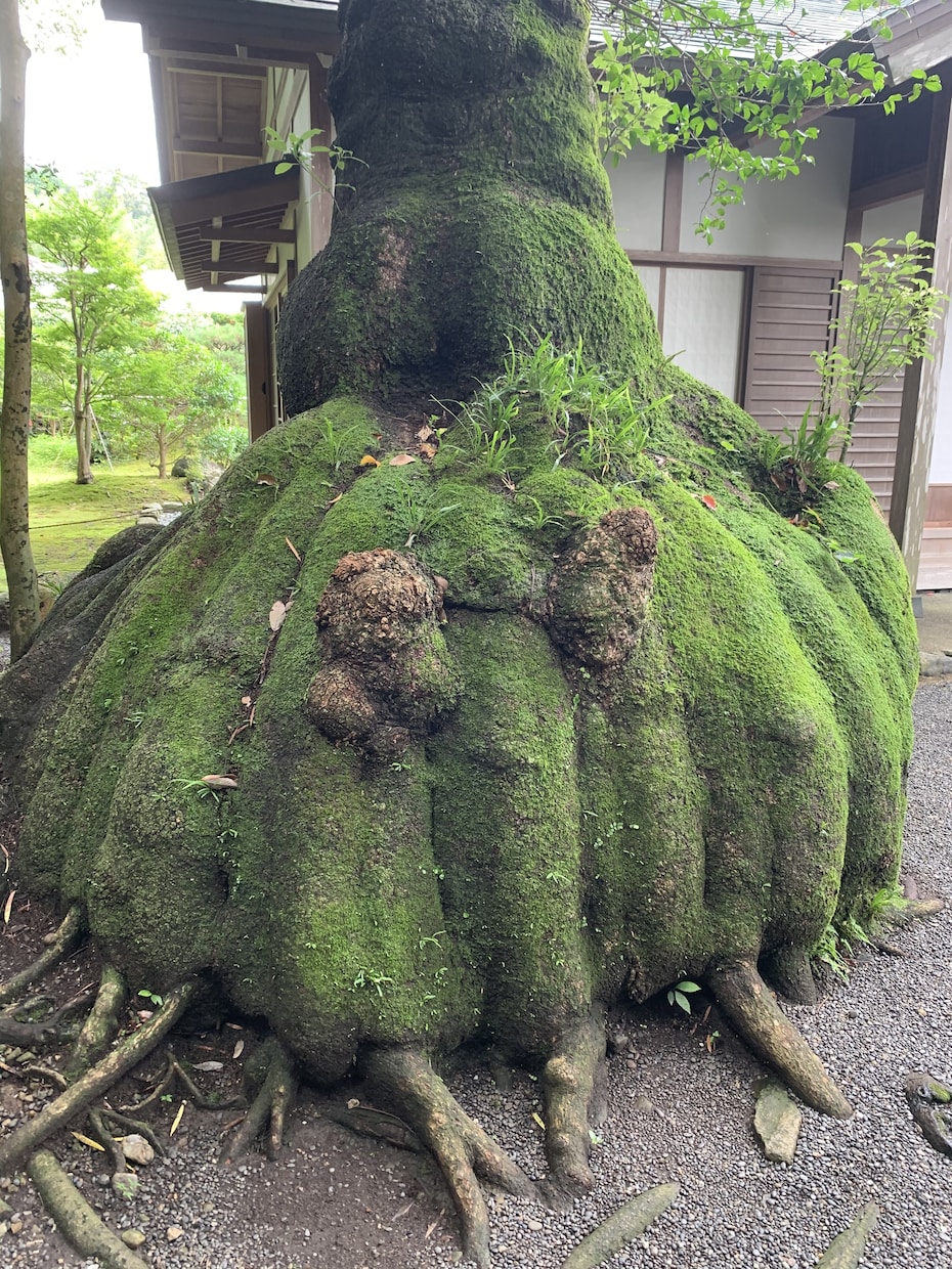 牛の聖獣さんの真実の目で気になること何でも教えます 牛の聖獣真実の目診断あなたのモヤモヤをスッキリさせるお手伝い イメージ1