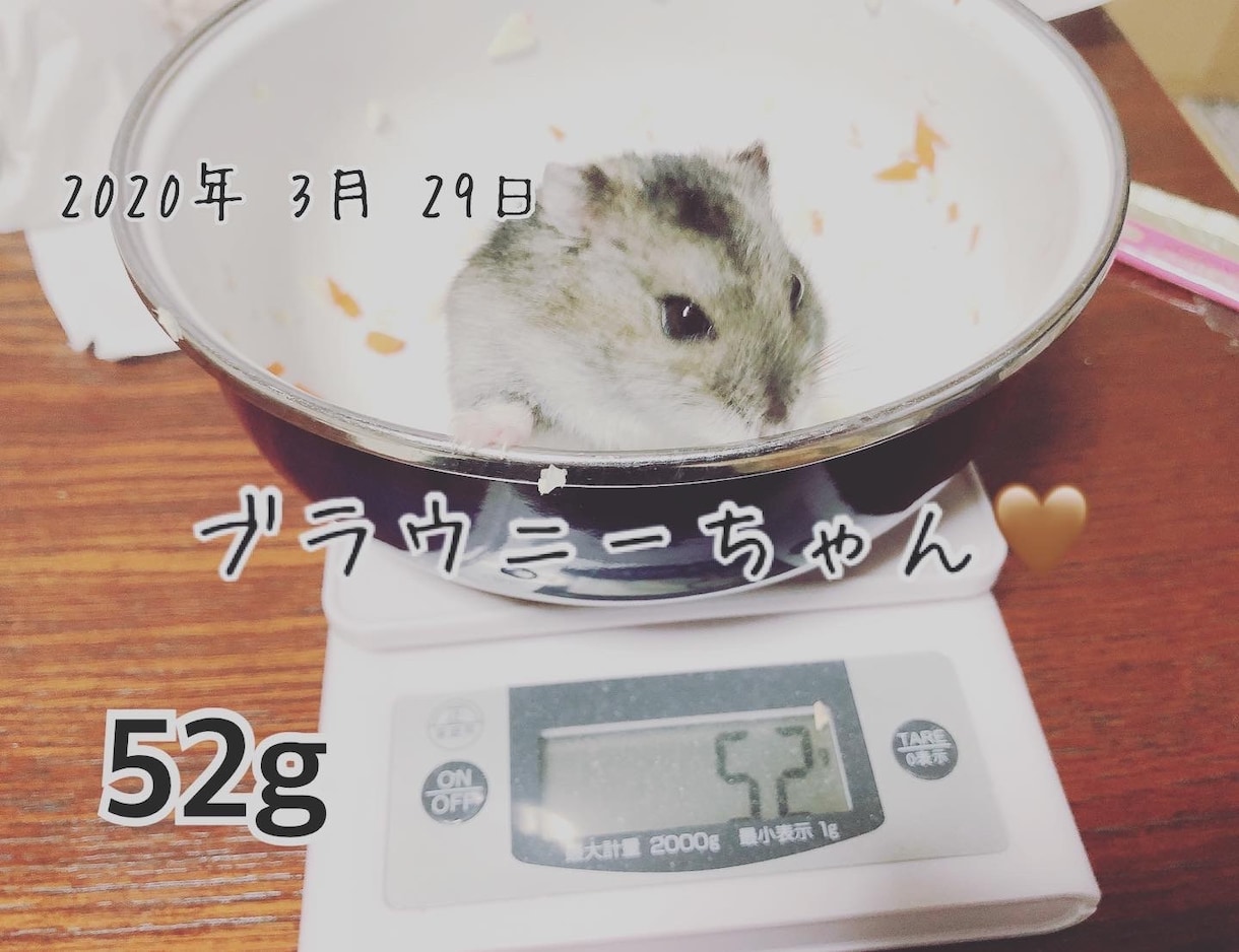 ハムスターの相談に乗ります 薔薇です。お世話になってます。ハムスター飼ってます。 イメージ8