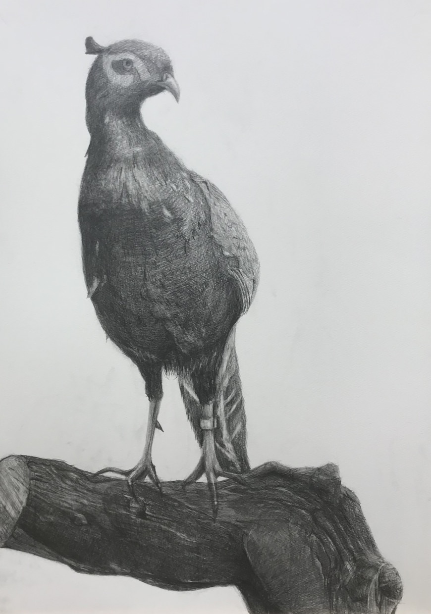 デッサン描きます 人や物を画用紙に鉛筆で描きます イメージ3