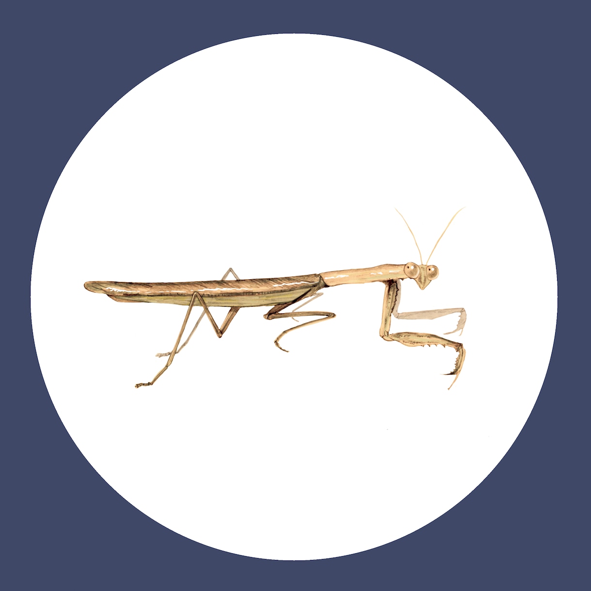 WEB素材やチラシ・挿絵用のイラスト制作いたします 虫や魚などのイラスト描きます！ イメージ6