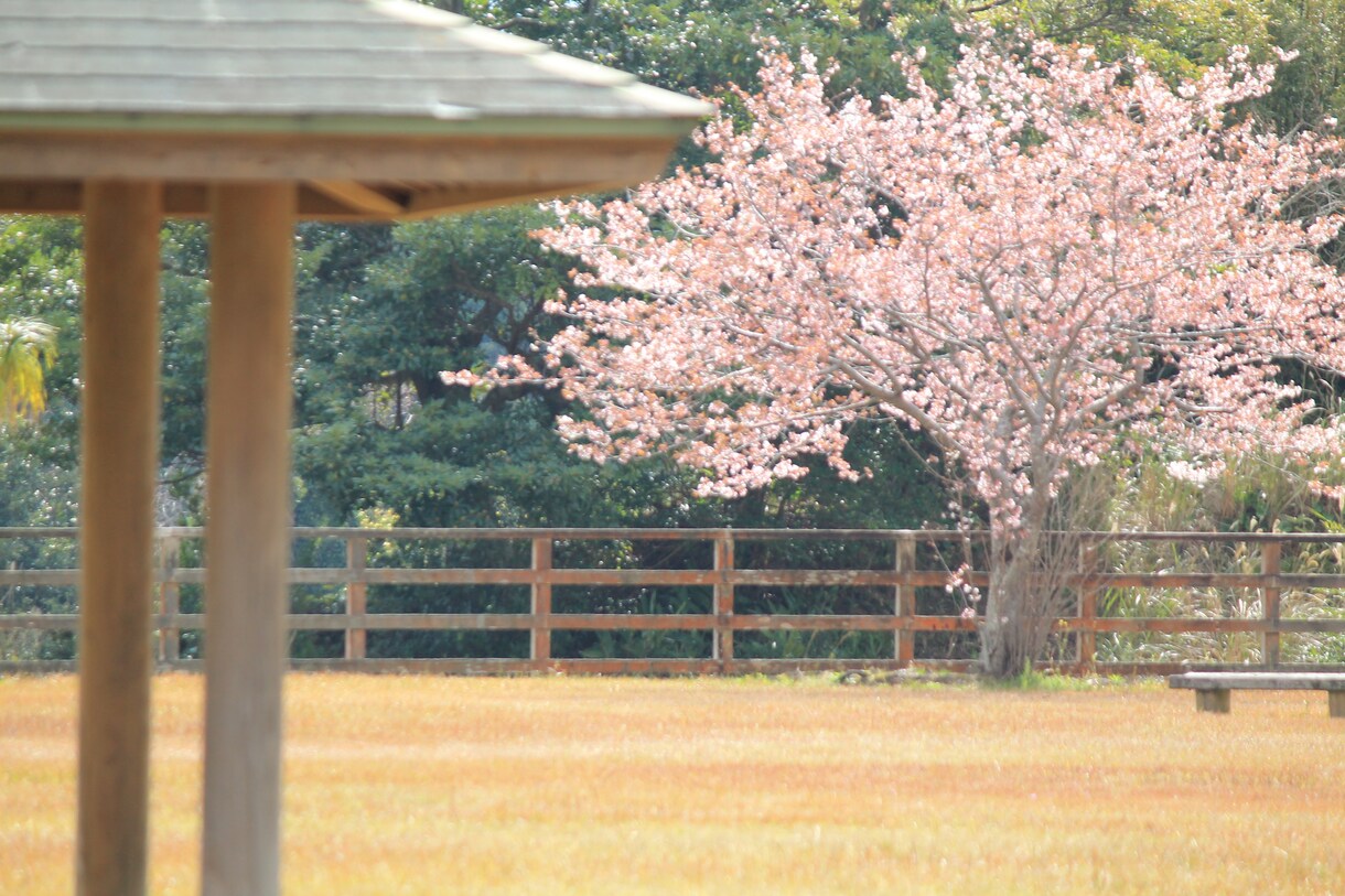 花、夕日、動物などの風景写真等を販売たいします 癒しが必要な方！素敵な写真をご提供します！ イメージ6