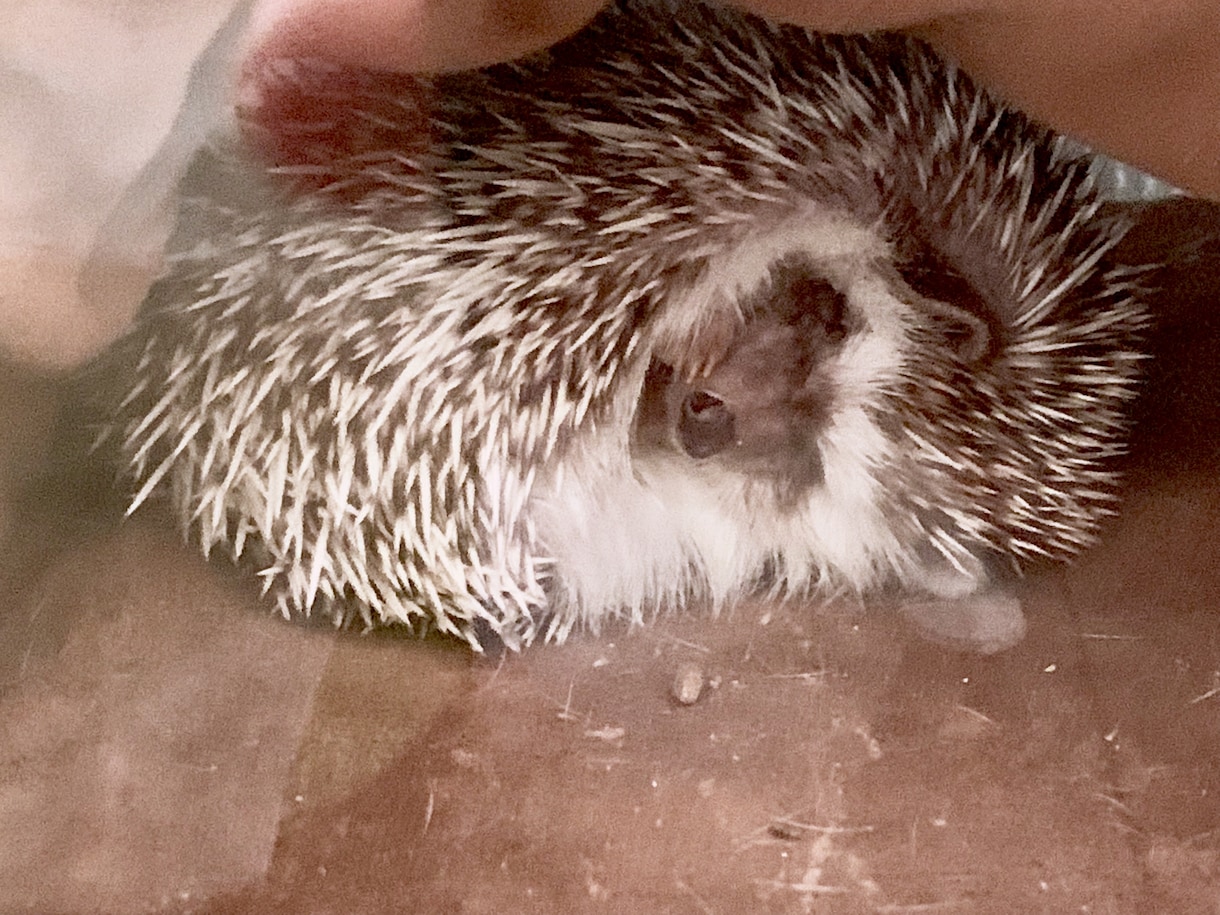 ハリネズミの相談承ります ハリネズミを飼い始めた方、または購入を考えている方用 イメージ1