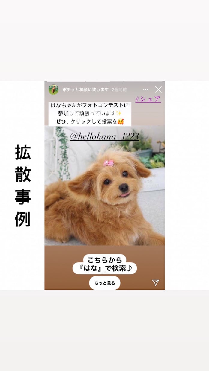 27万フォロワーいるインスタグラムで3回拡散します 1日1枠！週間アクセス１７万のハイライトに２週間無料表示付き イメージ8