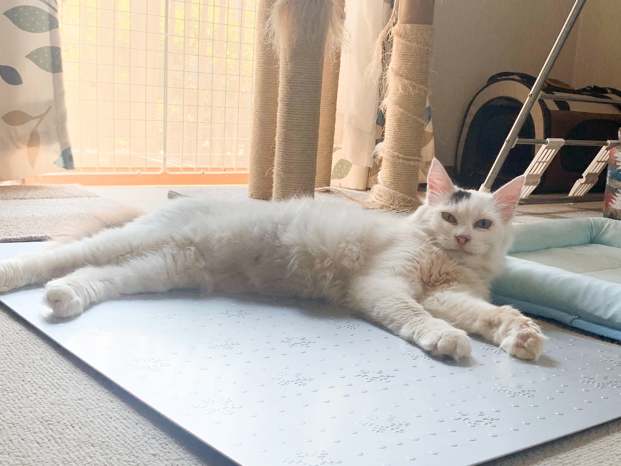 猫ちゃんをキャラクターに！可愛いイラスト作成します だいすきな猫ちゃんがゆるかわポップなキャラクターに！ イメージ5