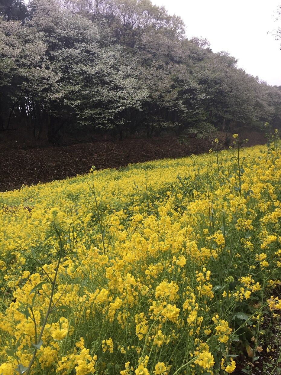 あなたの恋、仕事、人間関係などお悩みごとを占います どちらの方向へ進むか迷った時。 イメージ1