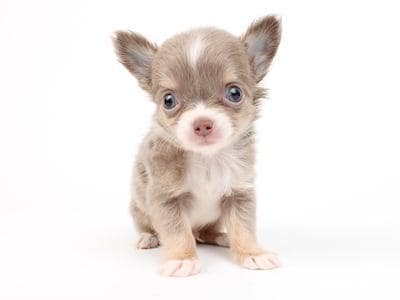 チワワの癒されフォト1枚￥1000でデータ売ります 犬派の方うちのチワワ「フィリックス」(4歳)の写真で癒されて イメージ1