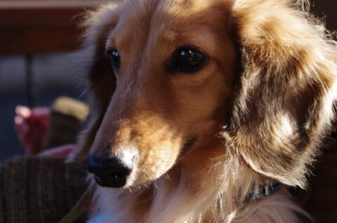 ダックスフントのてんかん発作、経験談をお教えします てんかん介護経験約１０年、愛犬のQOL向上を考えてみませんか イメージ1