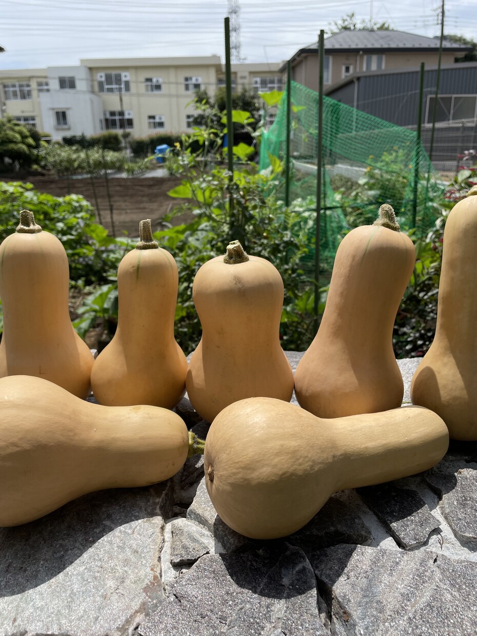 家庭菜園のお悩み相談承ります 160坪！の畑での経験から菜園プランのアドバイスも致します！ イメージ8