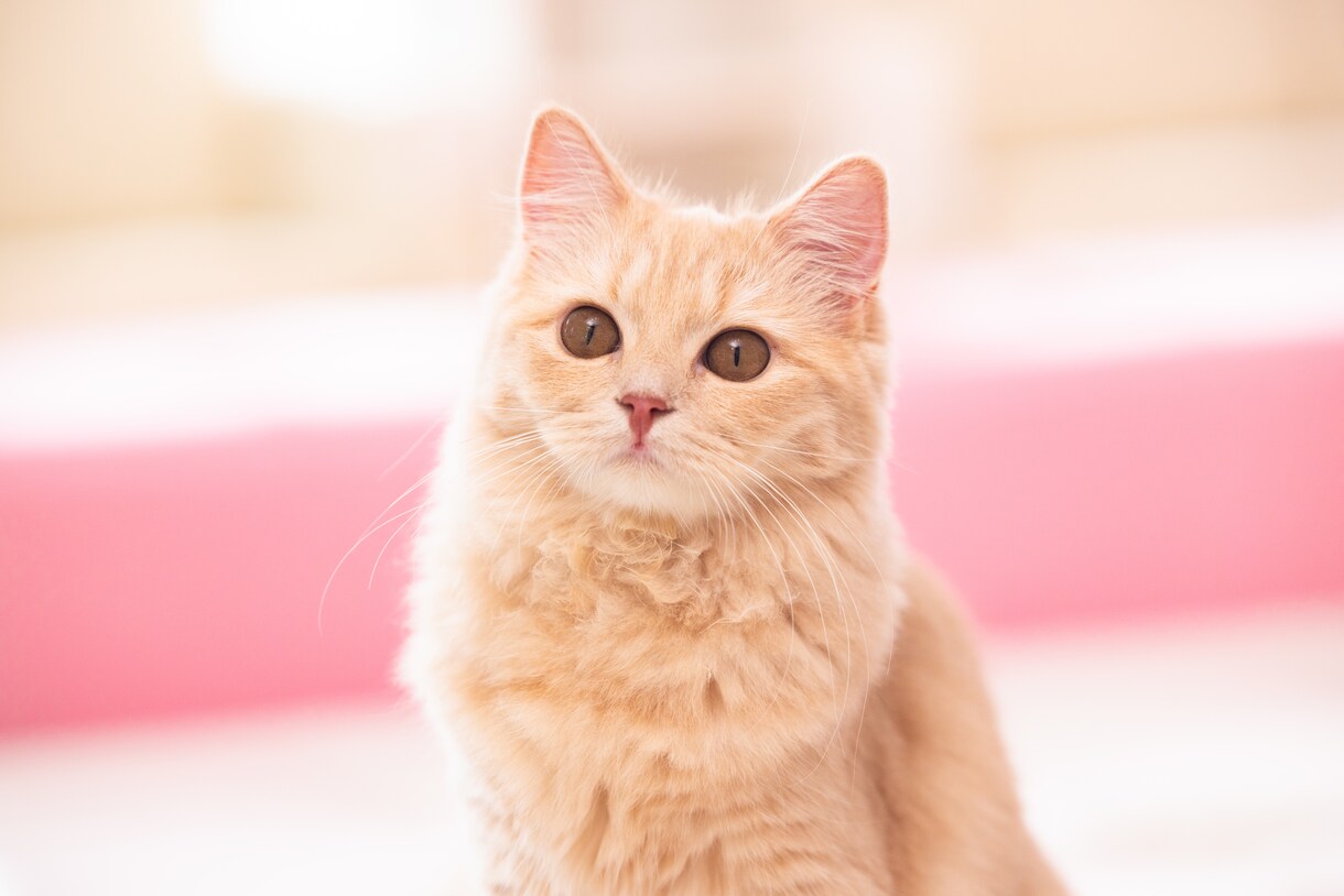 動物達の里親様をお探しいたします お時間が無い方や上手く里親様が見つからない方、是非✨️ イメージ1