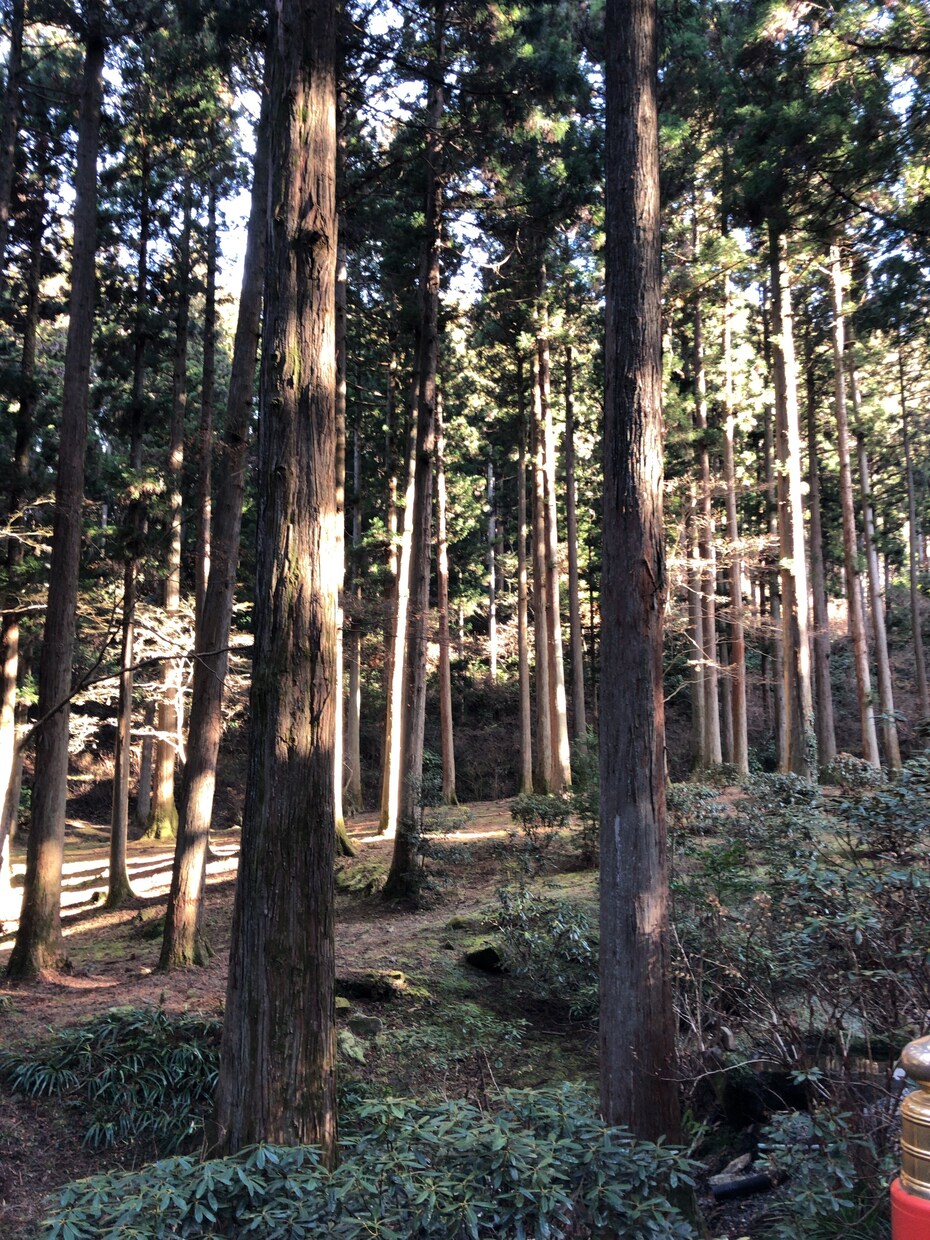 カムナマーケティング—ビデオチャットでご支援します 神名リーディング購入者様限定！あなたのPRストーリーを支援。 イメージ1