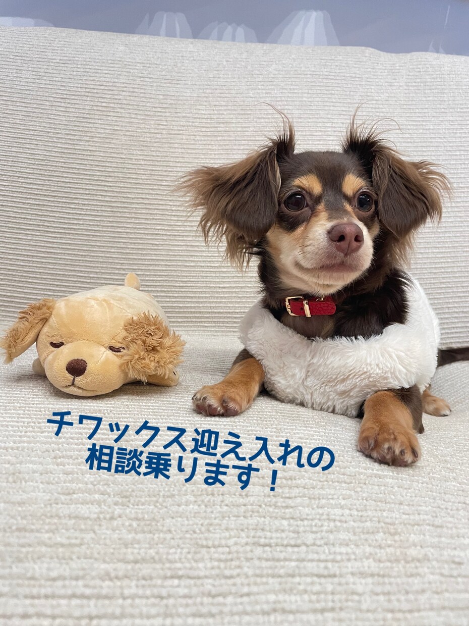 チワックス迎え入れの相談承ります 理想のチワックスの探し方・飼い方等経験者から有益な情報を！ イメージ1