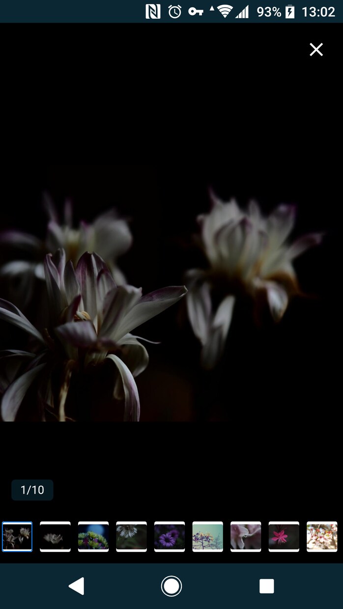 花のおしゃれなオリジナル写真素材を提供します WEBサイト・ロゴ・バナーなどに！4608 x 3456 イメージ1