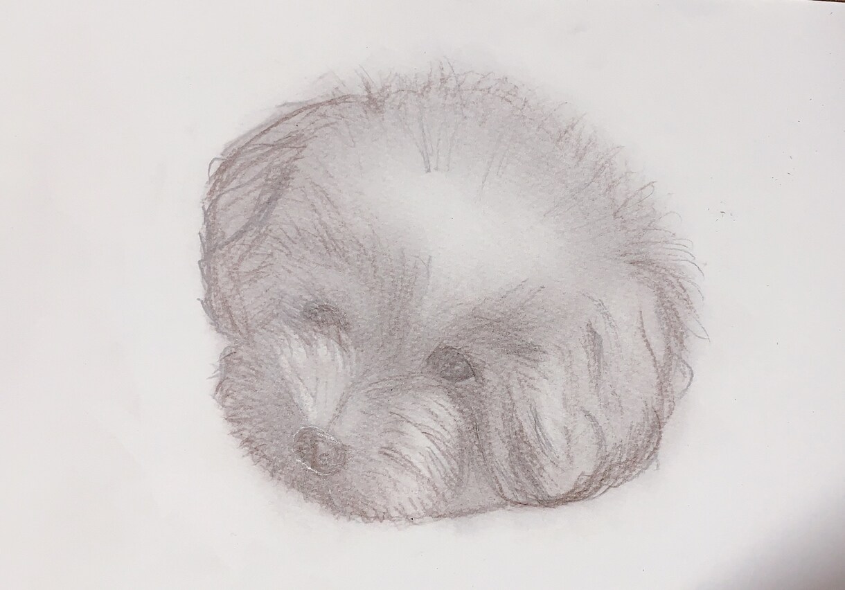 ペットの写真鉛筆画で描きます 大事なペットの似顔絵、リアルに鉛筆画で色紙に描きます イメージ1