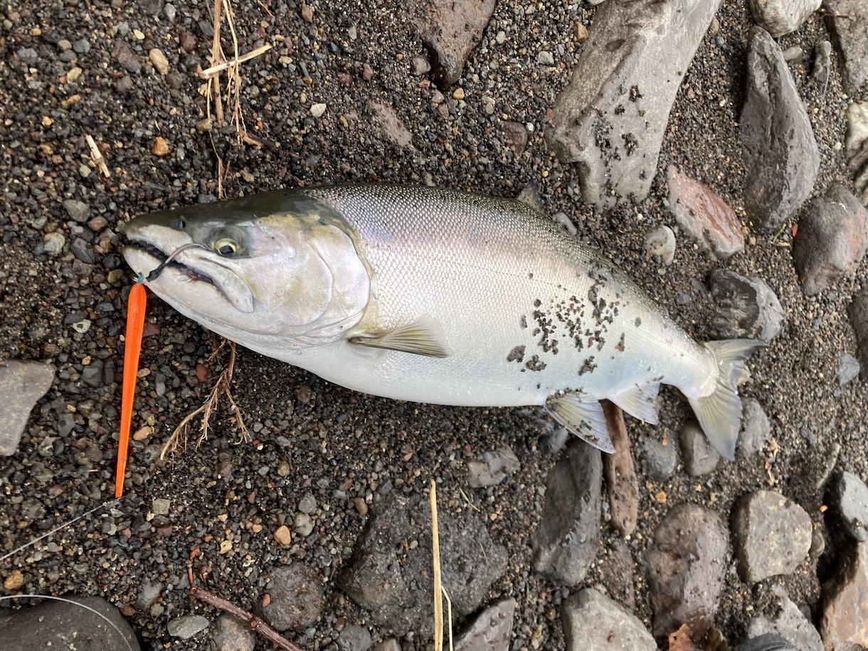釣り初心者の方必見！どんな事でも親身にお答えします 気軽に聞けない事も、細かく丁寧にお伝えします！ イメージ3