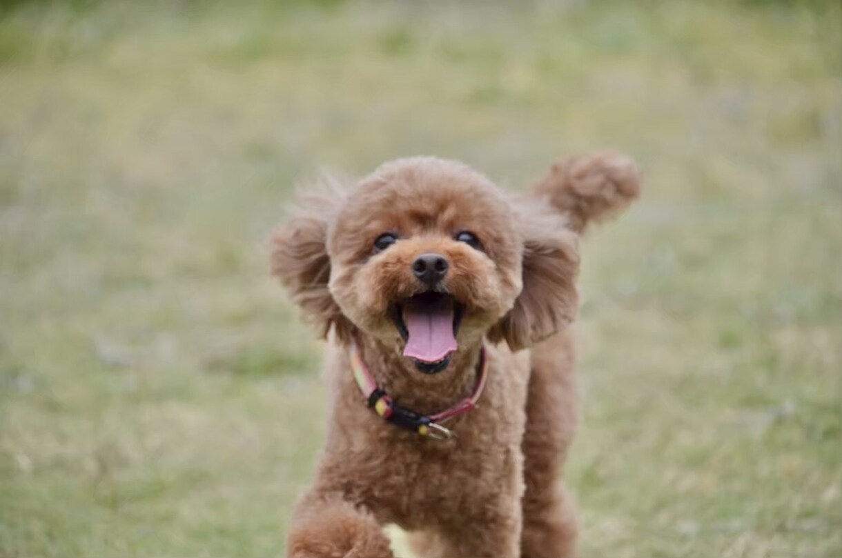 愛犬とのドッグラン等に同行して撮影します 大切なわんちゃんとの思い出を写真に残します！ イメージ5